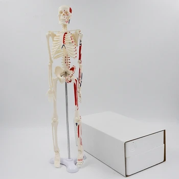 Igra Mini-Model Ljudskog Kostura 45 cm za studente Medicinsku Anatomiju