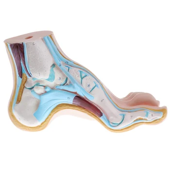 Normalna luk stopala model stopala s visokim lukom Model zgloba stopala Model когтистой šape Anatomija stopala